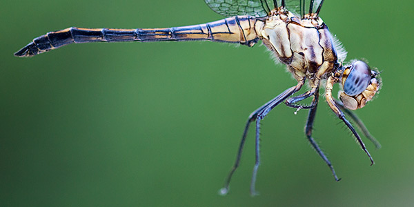 Nesciothemis farinosa
